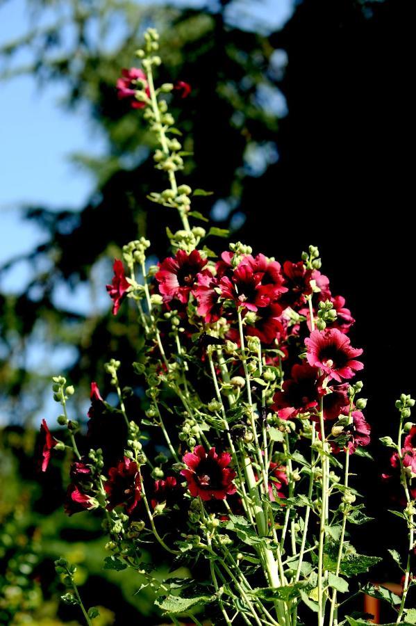 Country House Sezze Esterno foto